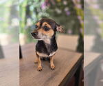 Small #3 Chihuahua
