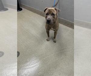 American Pit Bull Terrier-Unknown Mix Dogs for adoption in Las Vegas, NV, USA