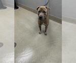 Small American Pit Bull Terrier Mix