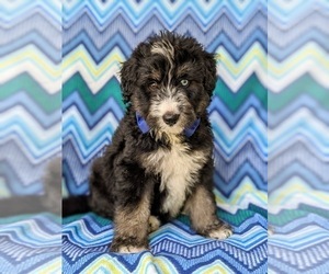 Poodle (Standard)-Siberian Husky Mix Puppy for sale in KIRKWOOD, PA, USA