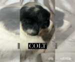 Puppy Colt Aussiedoodle