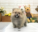 Small Photo #4 Pomeranian Puppy For Sale in SEATTLE, WA, USA
