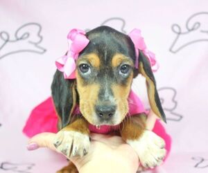 Beagle Dog for Adoption in LAS VEGAS, Nevada USA