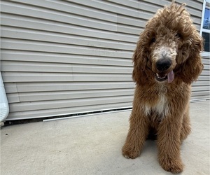 Father of the Goldendoodle puppies born on 05/14/2026