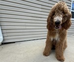 Small Photo #1 Goldendoodle Puppy For Sale in WAUGHTOWN, NC, USA