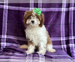 Cavapoo Puppy for sale in LAKELAND, FL, USA