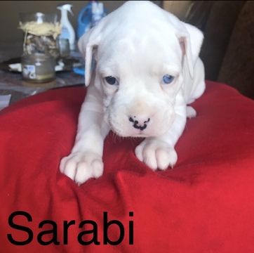 Medium Photo #1 Boxer Puppy For Sale in CHULUOTA, FL, USA