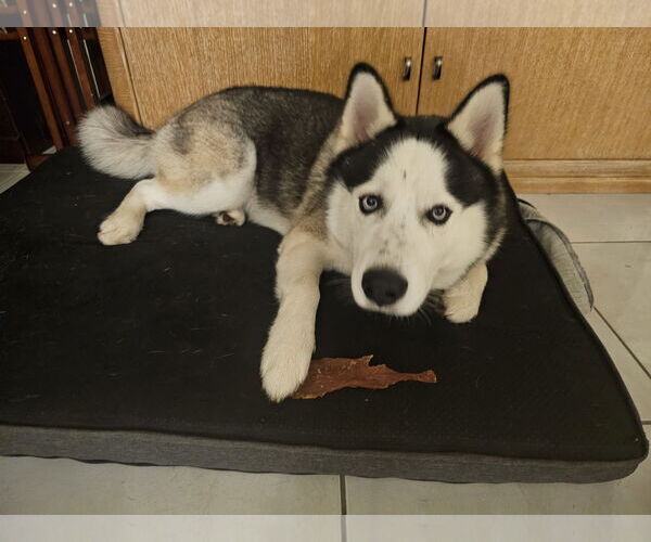 Medium Photo #3 Siberian Husky Puppy For Sale in Miami, FL, USA