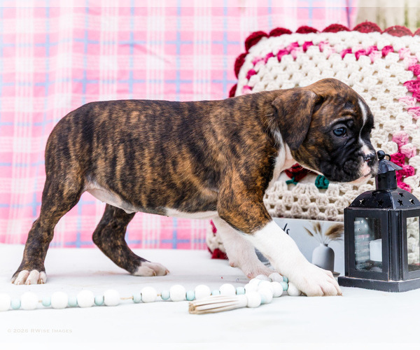 Medium Photo #4 Boxer Puppy For Sale in WAKARUSA, IN, USA