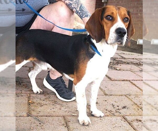 Medium Photo #2 Beagle Puppy For Sale in Carrollton, TX, USA