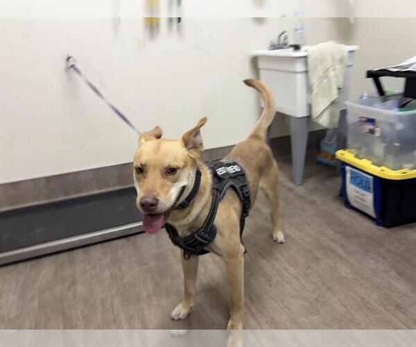 Medium Photo #1 American Pit Bull Terrier-Carolina Dog Mix Puppy For Sale in Pasadena, CA, USA