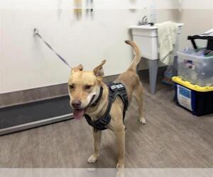 American Pit Bull Terrier-Carolina Dog Mix Dogs for adoption in Pasadena, CA, USA