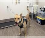 Small American Pit Bull Terrier-Carolina Dog Mix