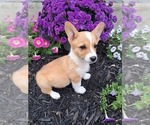 Small Photo #43 Pembroke Welsh Corgi Puppy For Sale in SHILOH, OH, USA