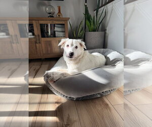 Daphne (D Pups) - Female Great Pyrenees-Unknown Mix Dog for Adoption - Photo #4