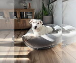 Small Photo #4 Great Pyrenees-Unknown Mix Puppy For Sale in Brewster, NY, USA