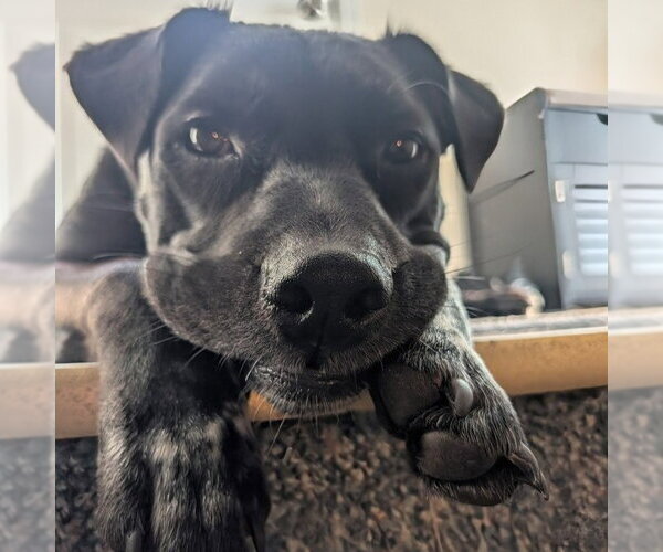 Medium Photo #4 American Staffordshire Terrier-Unknown Mix Puppy For Sale in Minneapolis, MN, USA