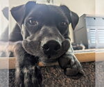 Small #3 American Staffordshire Terrier Mix