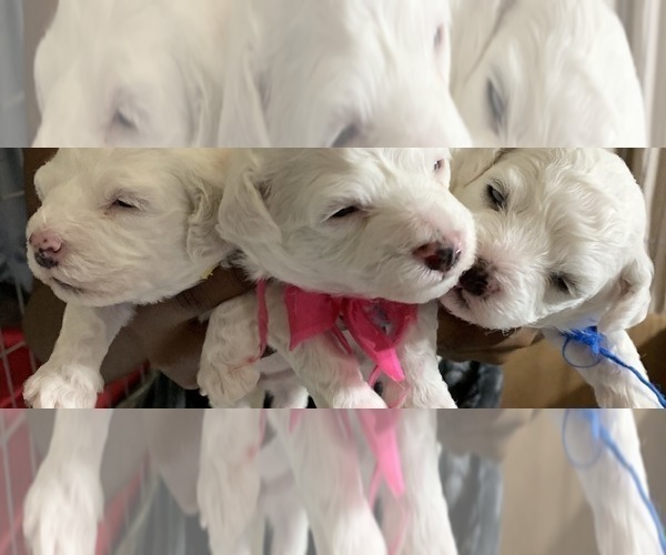 Medium Photo #16 Bichon Frise Puppy For Sale in ATL, GA, USA