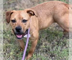 Suki - Female Boxer-Unknown Mix Dog for Adoption - Photo #3