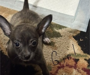 Chihuahua Puppy for Sale in FAYETTEVILLE, North Carolina USA