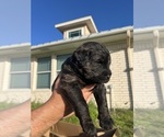 Small Photo #20 Rottle Puppy For Sale in CHICKAMAUGA, GA, USA