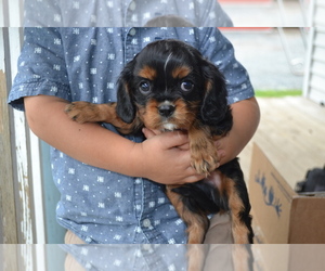 Cavalier King Charles Spaniel Puppy for Sale in GREENWOOD, Wisconsin USA