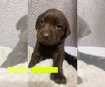 Small Photo #10 Labrador Retriever Puppy For Sale in ATHENS, WI, USA