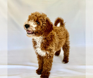 Goldendoodle Litter for sale in GLENDALE, AZ, USA