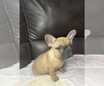 Small Photo #15 French Bulldog Puppy For Sale in CHESAPEAKE, VA, USA
