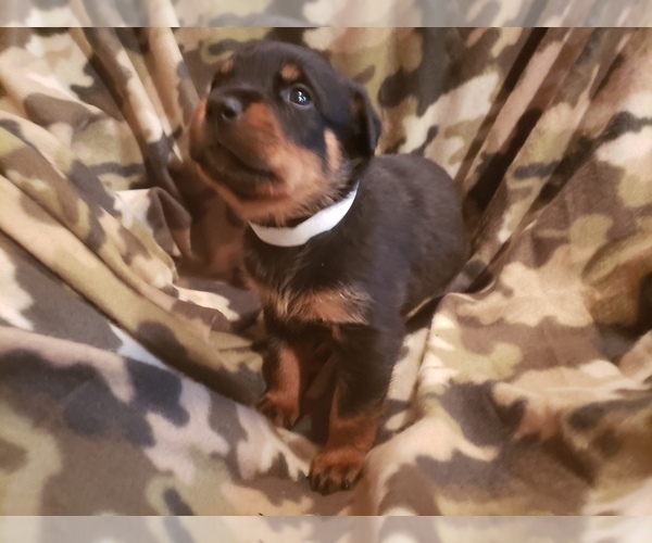 Medium Photo #12 Rottweiler Puppy For Sale in EDEN, IN, USA