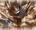 Small Photo #12 Rottweiler Puppy For Sale in EDEN, IN, USA