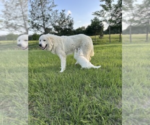 Mother of the Great Pyrenees puppies born on 04/11/2025