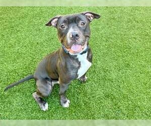 Boxer-Unknown Mix Dogs for adoption in West Palm Beach, FL, USA