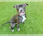 Small Boxer Mix