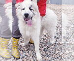 Small #6 Great Pyrenees