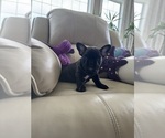 Small #5 French Bulldog