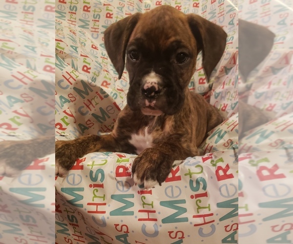 Medium Photo #3 Boxer Puppy For Sale in WASECA, MN, USA
