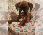 Small Photo #3 Boxer Puppy For Sale in WASECA, MN, USA