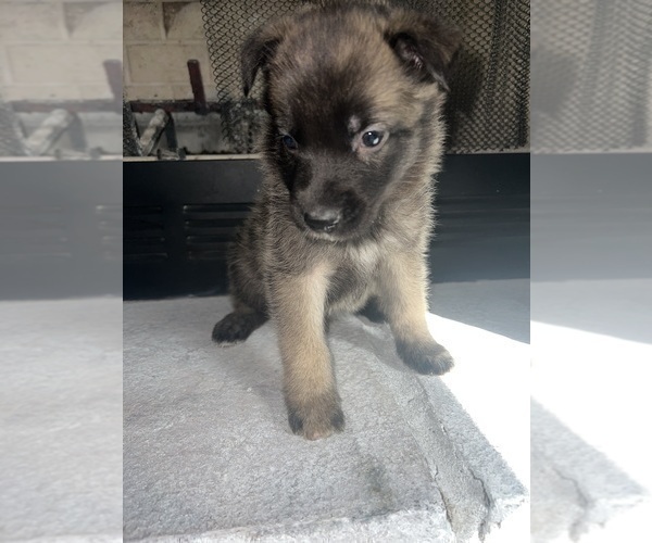Medium Photo #1 Belgian Malinois Puppy For Sale in CADIZ, KY, USA