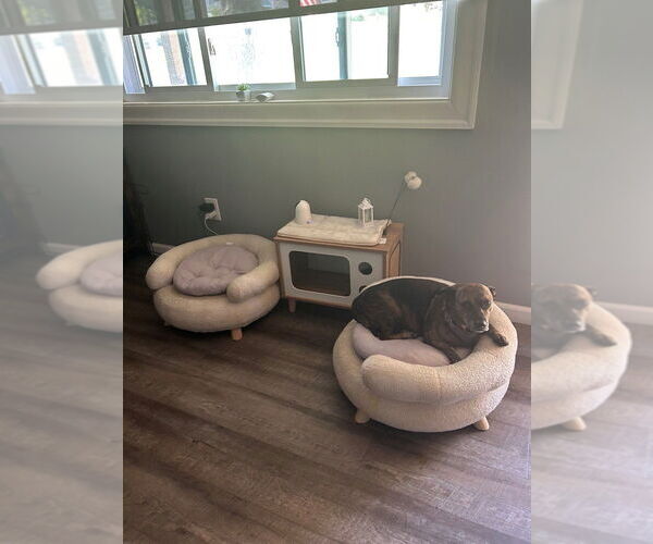 Medium Photo #4 Dachshund-Jack Russell Terrier Mix Puppy For Sale in Springdale, PA, USA