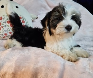 Shorkie Tzu Puppy for sale in WALSH, IL, USA