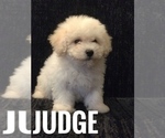 Puppy 3 Bichpoo