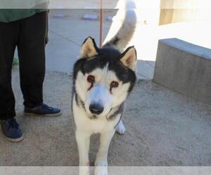 Siberian Husky Dogs for adoption in Martinez, CA, USA