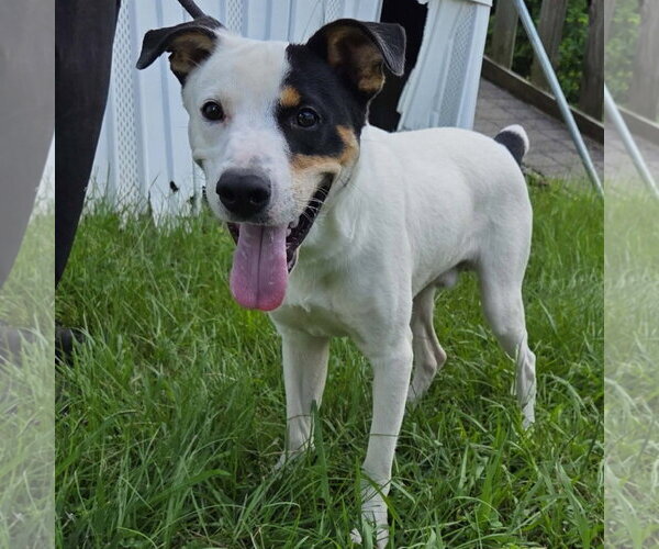 Medium Photo #2 Mutt Puppy For Sale in Anniston, AL, USA