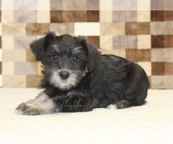 Medium Photo #2 Schnauzer (Miniature) Puppy For Sale in DENVER, PA, USA