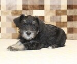 Small #1 Schnauzer (Miniature)