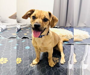 Chug Dogs for adoption in Valrico, FL, USA