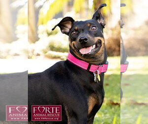 Pippa - Female German Pinscher Dog for Adoption - Photo #3