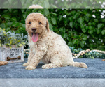 Small #2 Poodle (Miniature)
